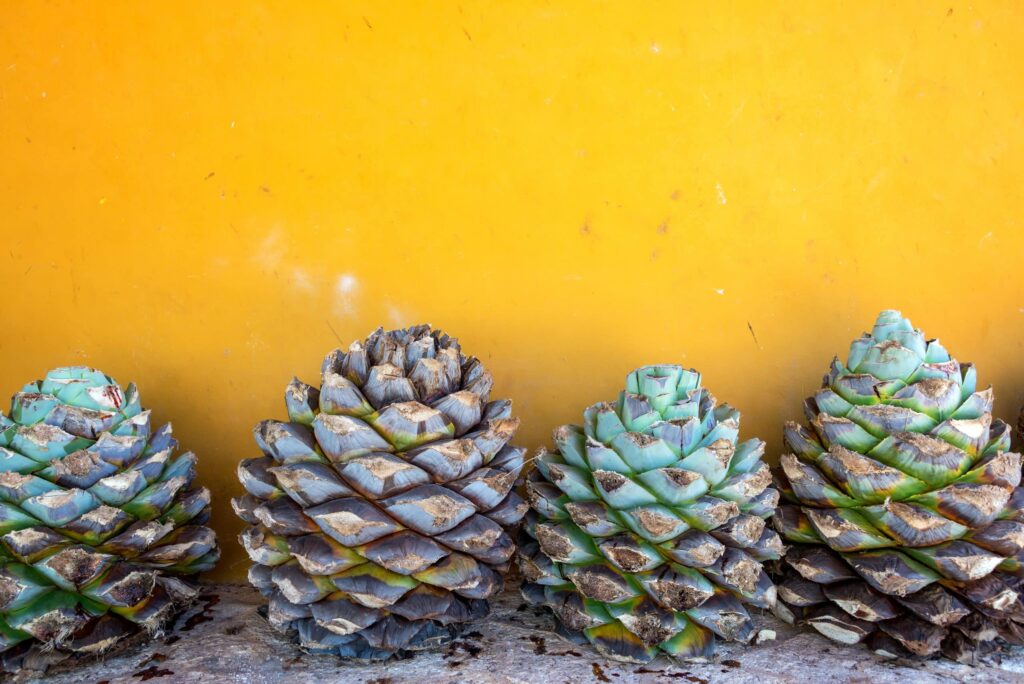 Agave Azul